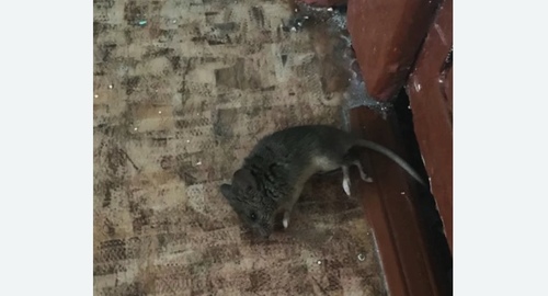 Дезинфекция от мышей в Абинске