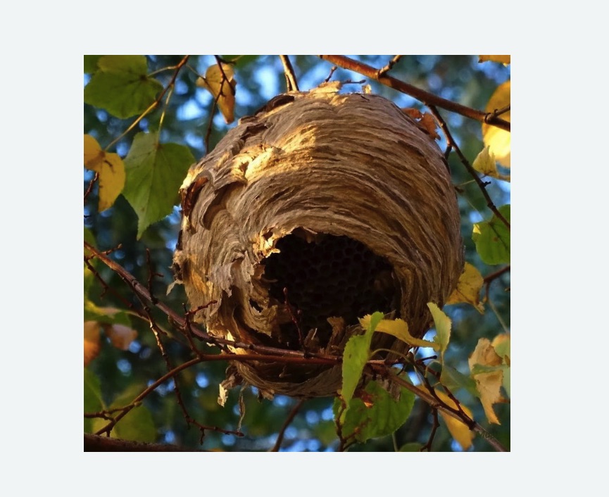 Обработка от шершней в Абинске