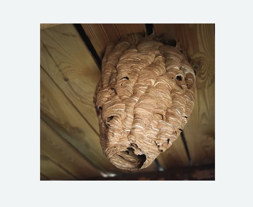 обработка от шершней в Абинске