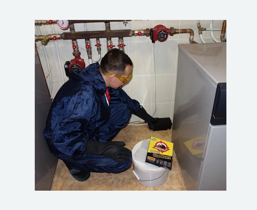 Уничтожение крыс в Абинске