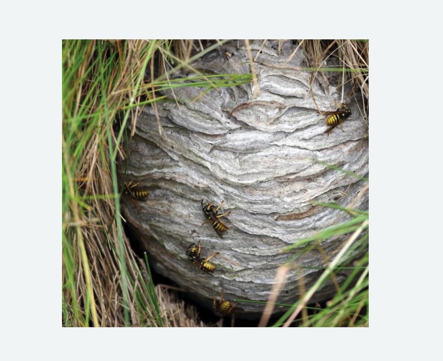 Уничтожение ос и ульев в Абинске